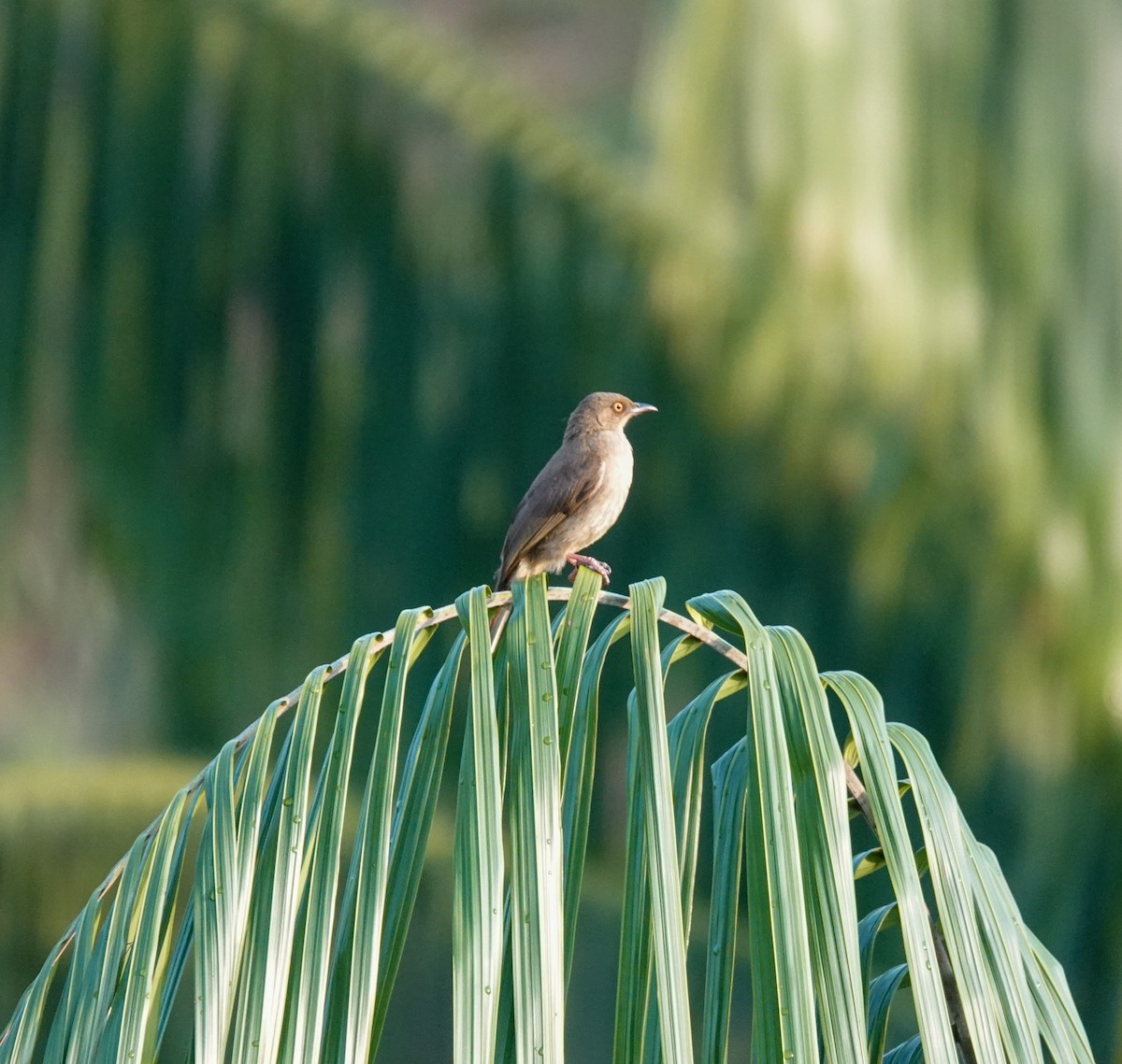 Red-eyed Bulbul - ML614588517