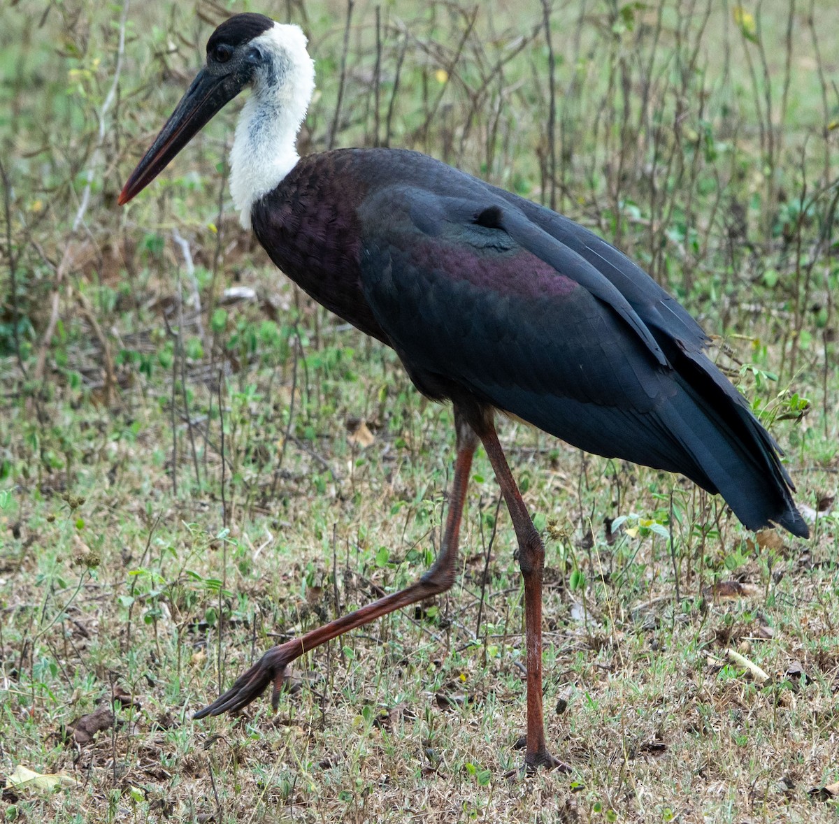 Asian Woolly-necked Stork - ML614588519