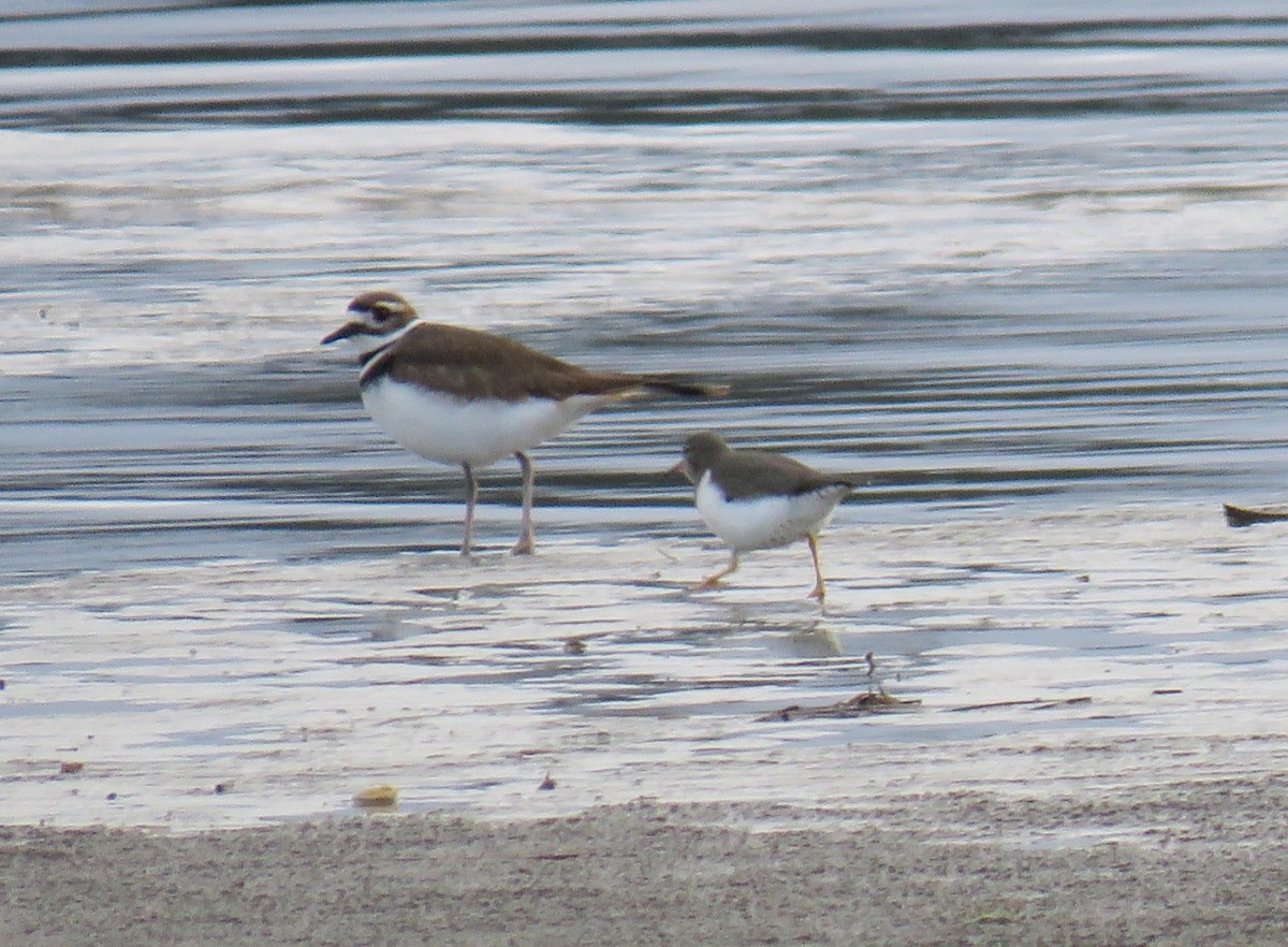 Killdeer - ML614588593