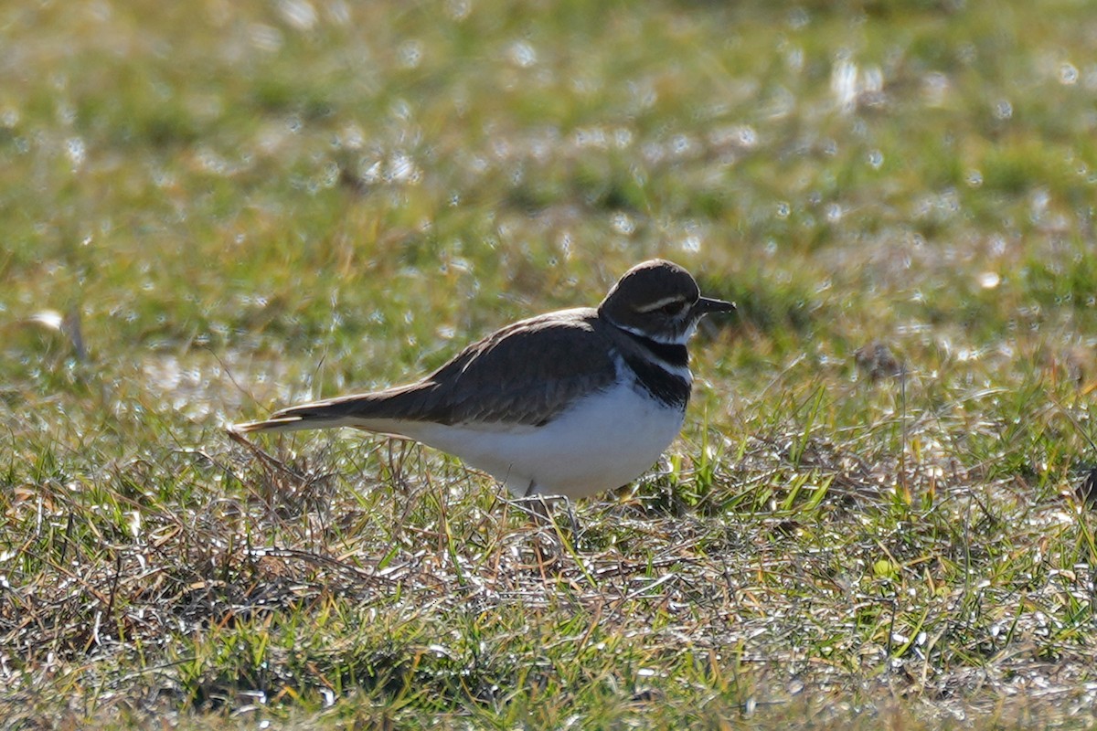 Killdeer - ML614588664