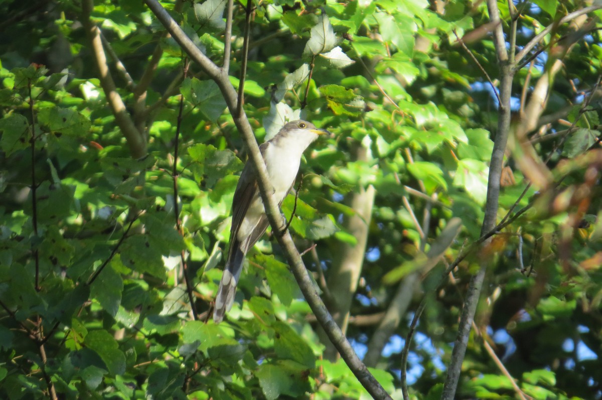 Yellow-billed Cuckoo - ML614588667