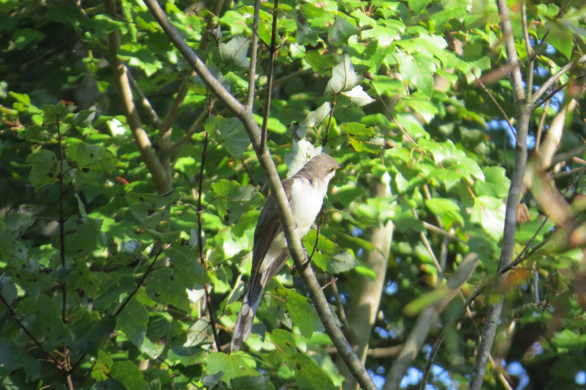 Yellow-billed Cuckoo - ML614588668