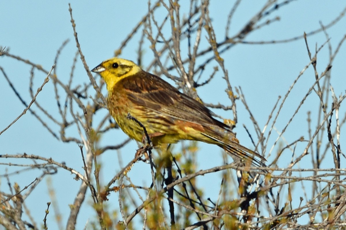 Yellowhammer - ML614588730