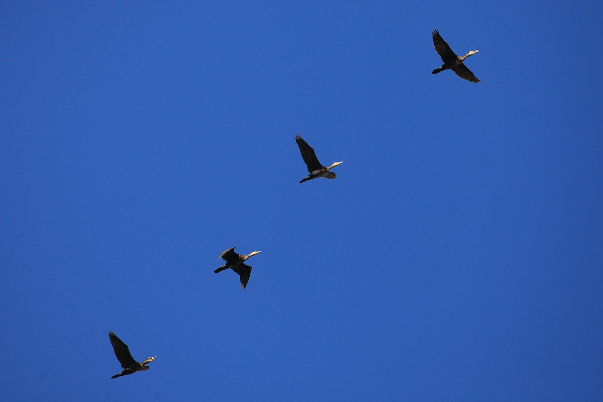 Great Cormorant (Australasian) - Martyn Covey