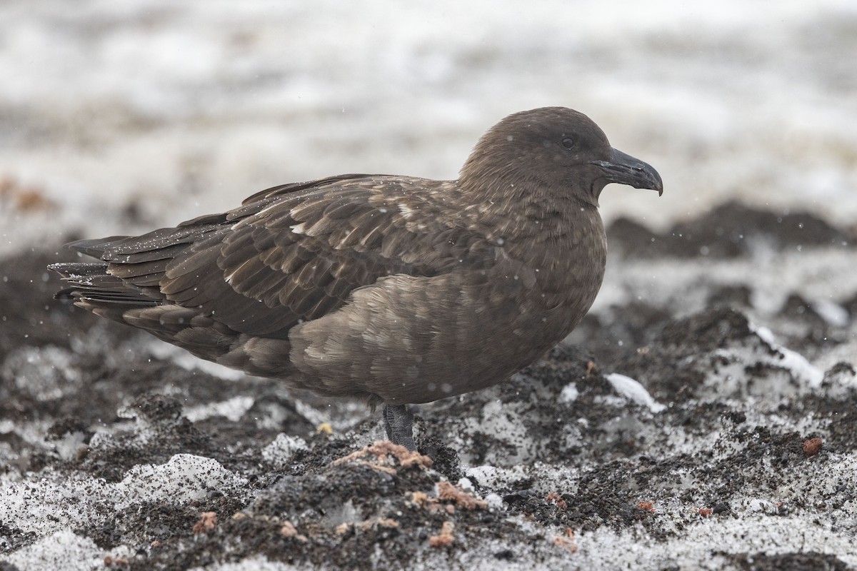 Brown Skua - ML614588858