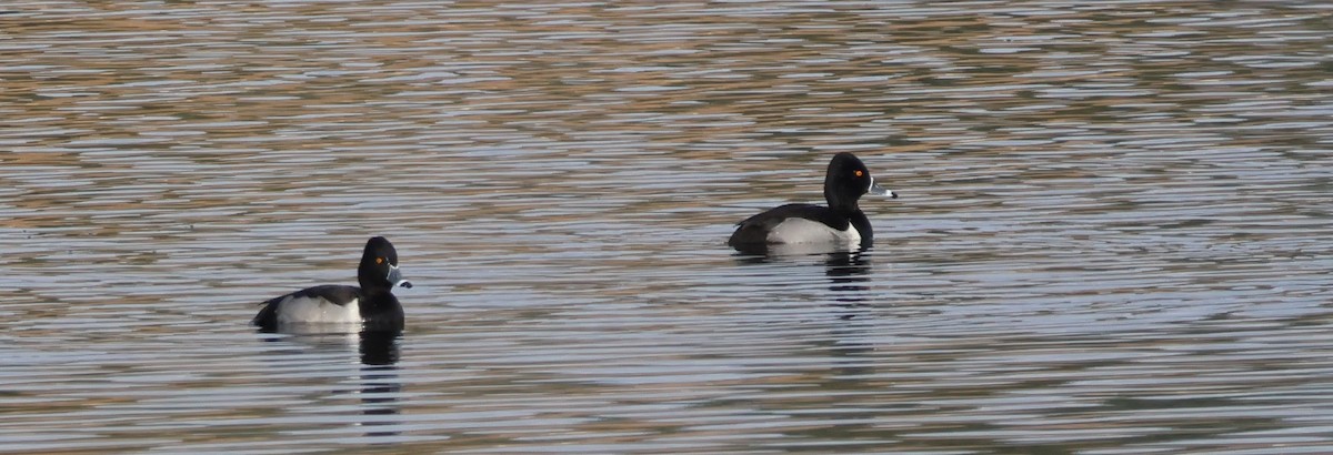 Ring-necked Duck - ML614588939