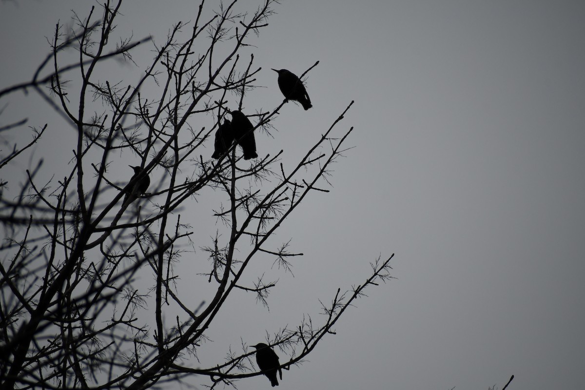 European Starling - Ashley McKittrick