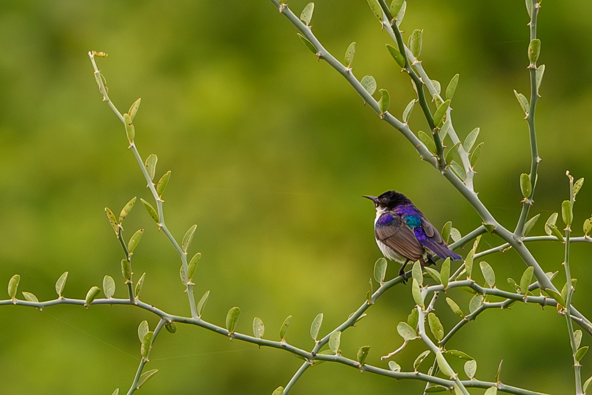 Eastern Violet-backed Sunbird - John Missing