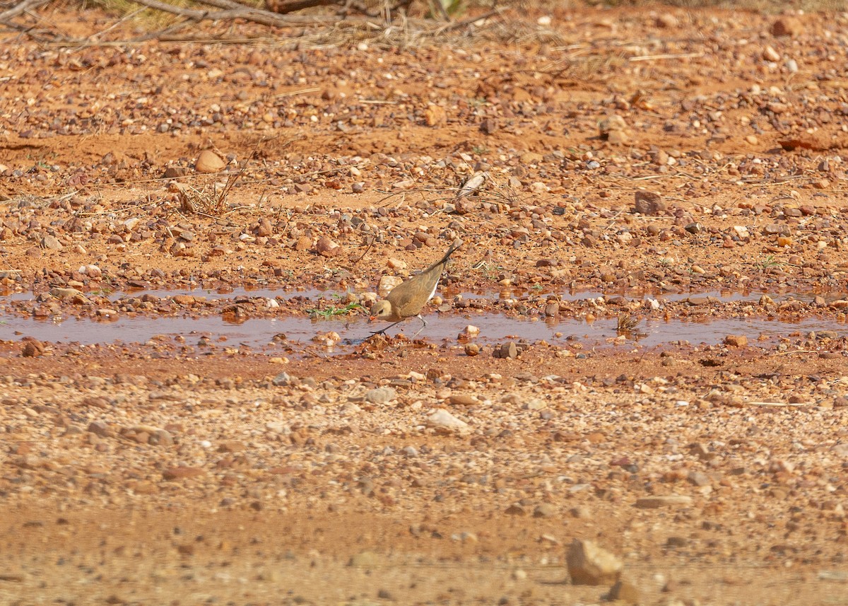 Australian Pratincole - ML614589171