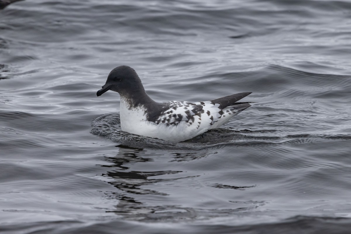 Cape Petrel - ML614589210