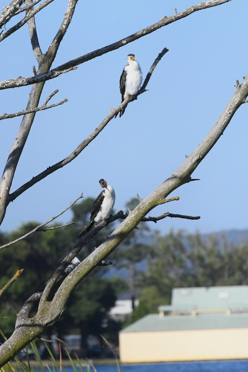 Little Pied Cormorant - ML614589211