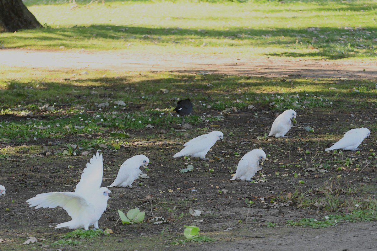 Cacatoès corella - ML614589247