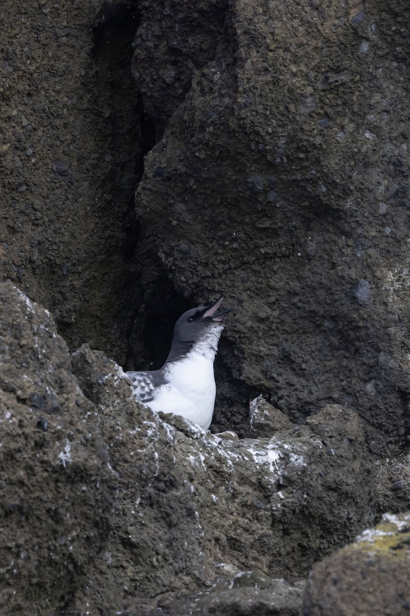 Cape Petrel - ML614589260