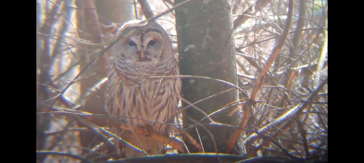 Barred Owl - ML614589280