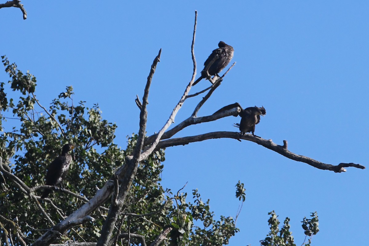 Great Cormorant - ML614589283