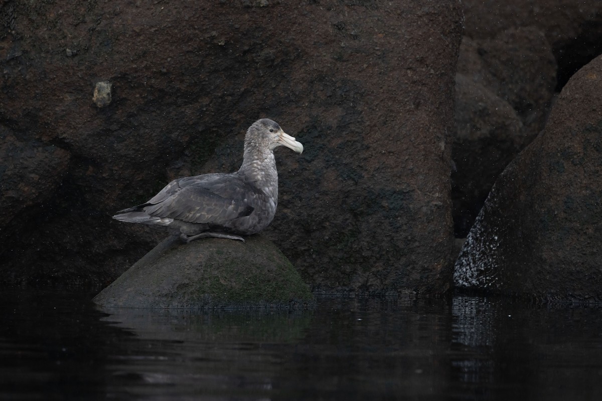 Southern Giant-Petrel - ML614589335