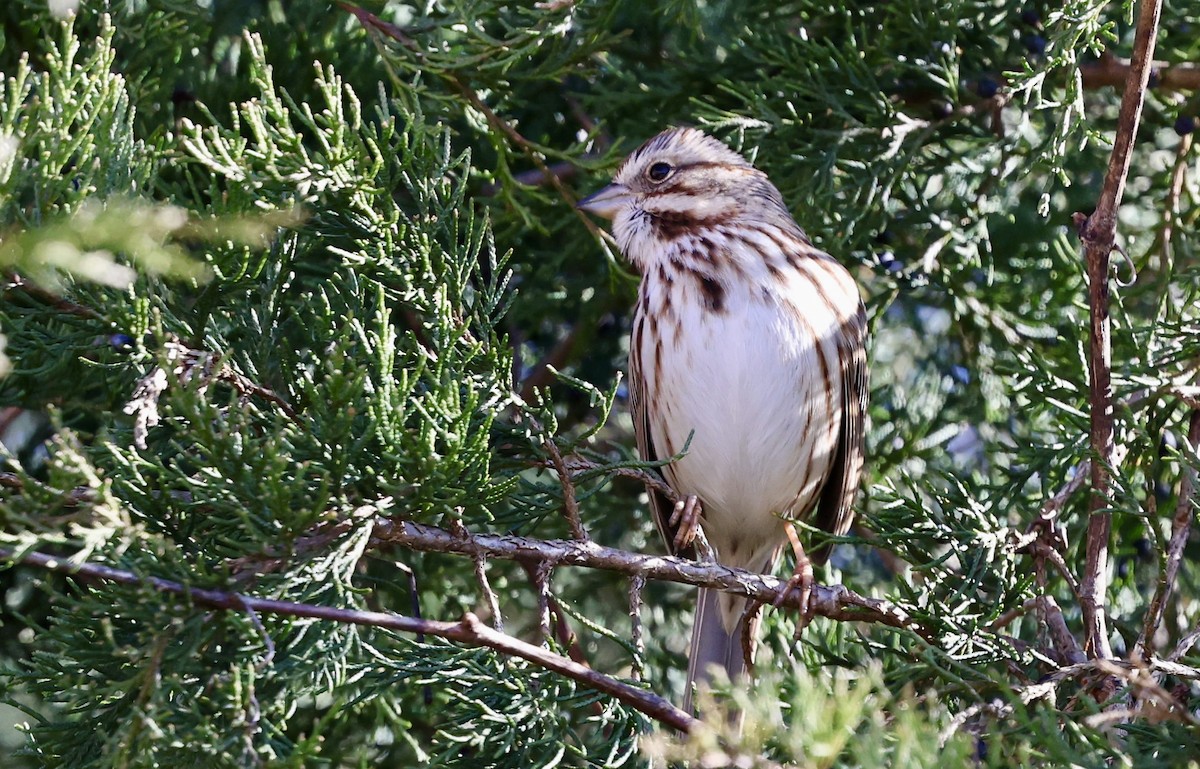 Song Sparrow - ML614589411