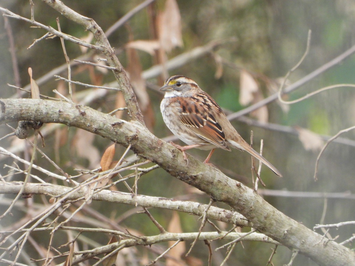 White-throated Sparrow - ML614589418