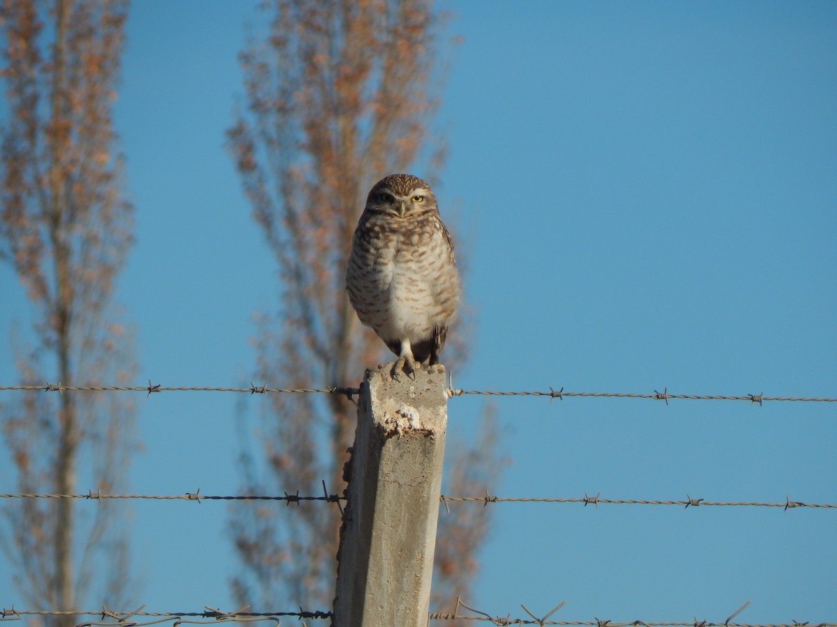 Burrowing Owl - ML614589427