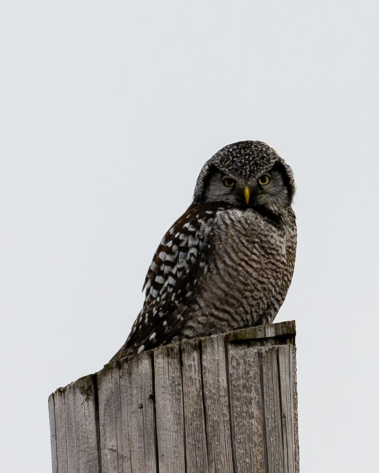 Northern Hawk Owl - ML614589451
