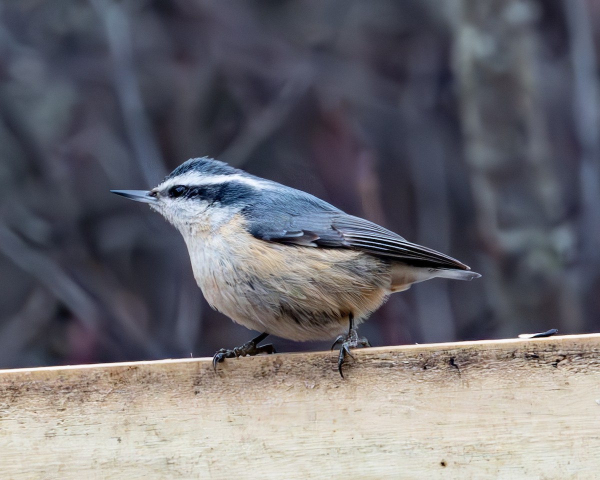 Red-breasted Nuthatch - ML614589458