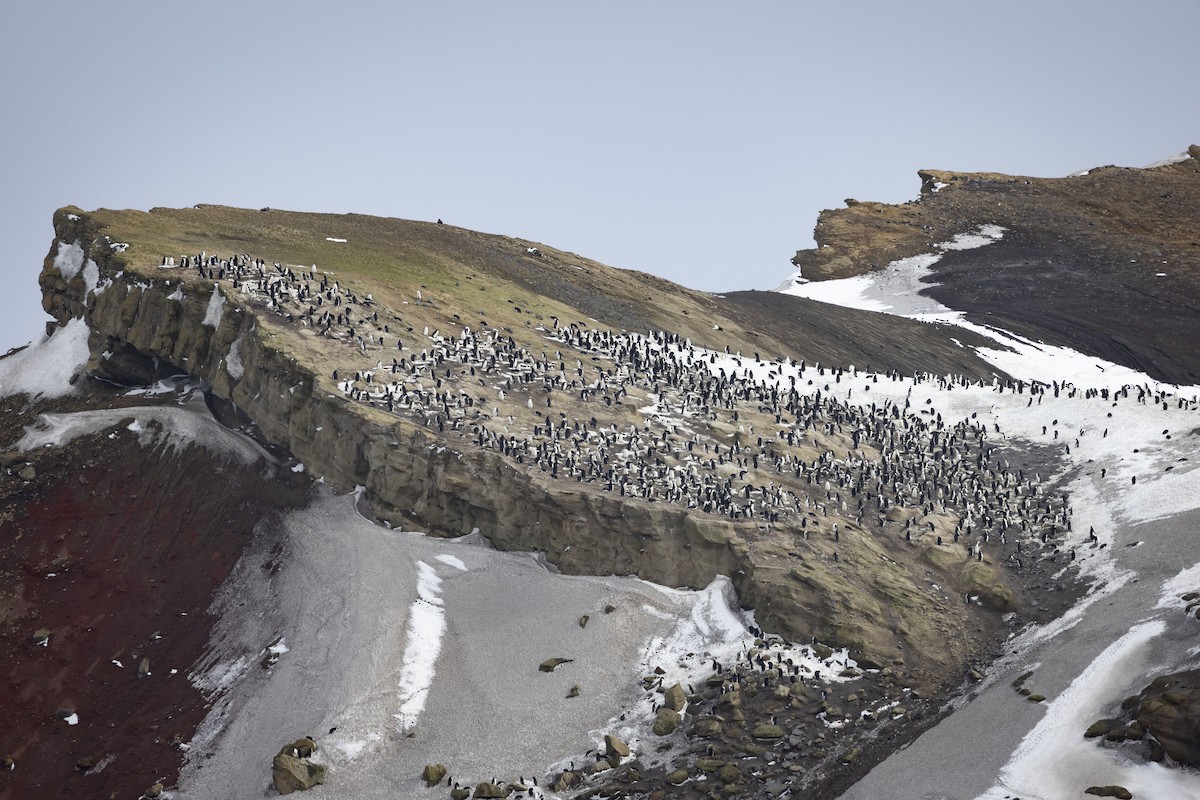 Chinstrap Penguin - Mouser Williams