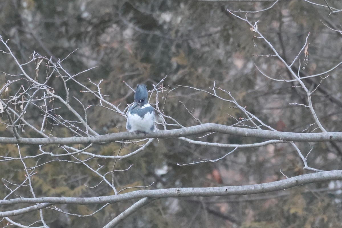 Belted Kingfisher - ML614589548