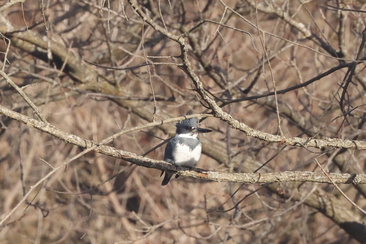 Belted Kingfisher - ML614589558