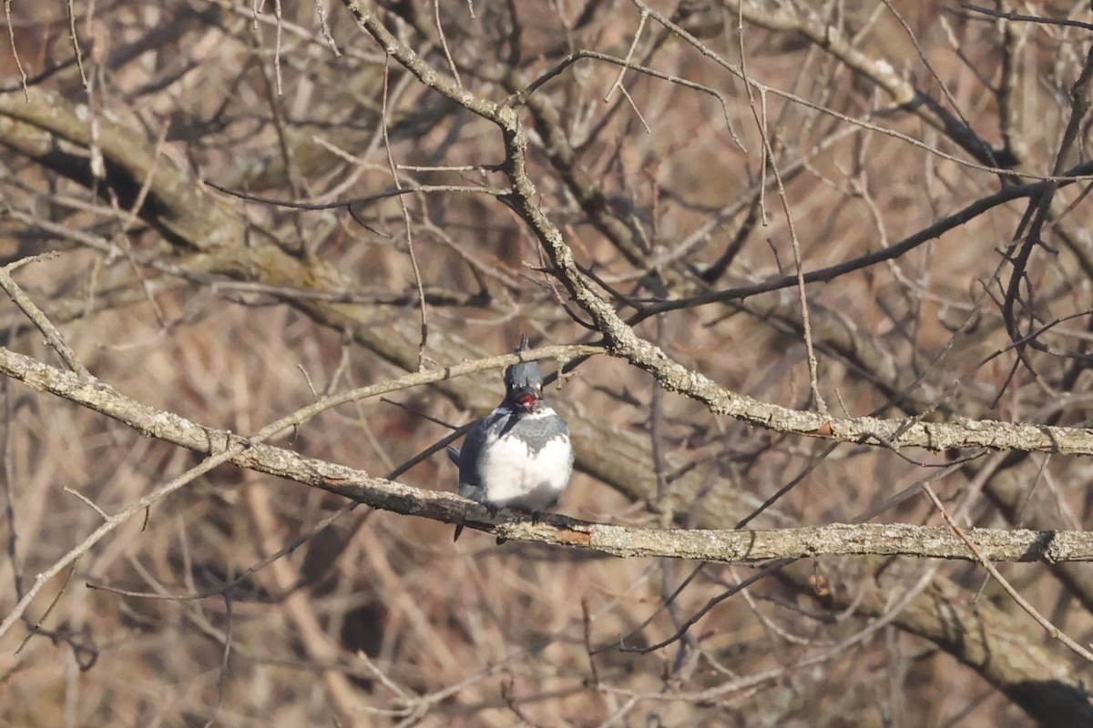 Belted Kingfisher - ML614589559