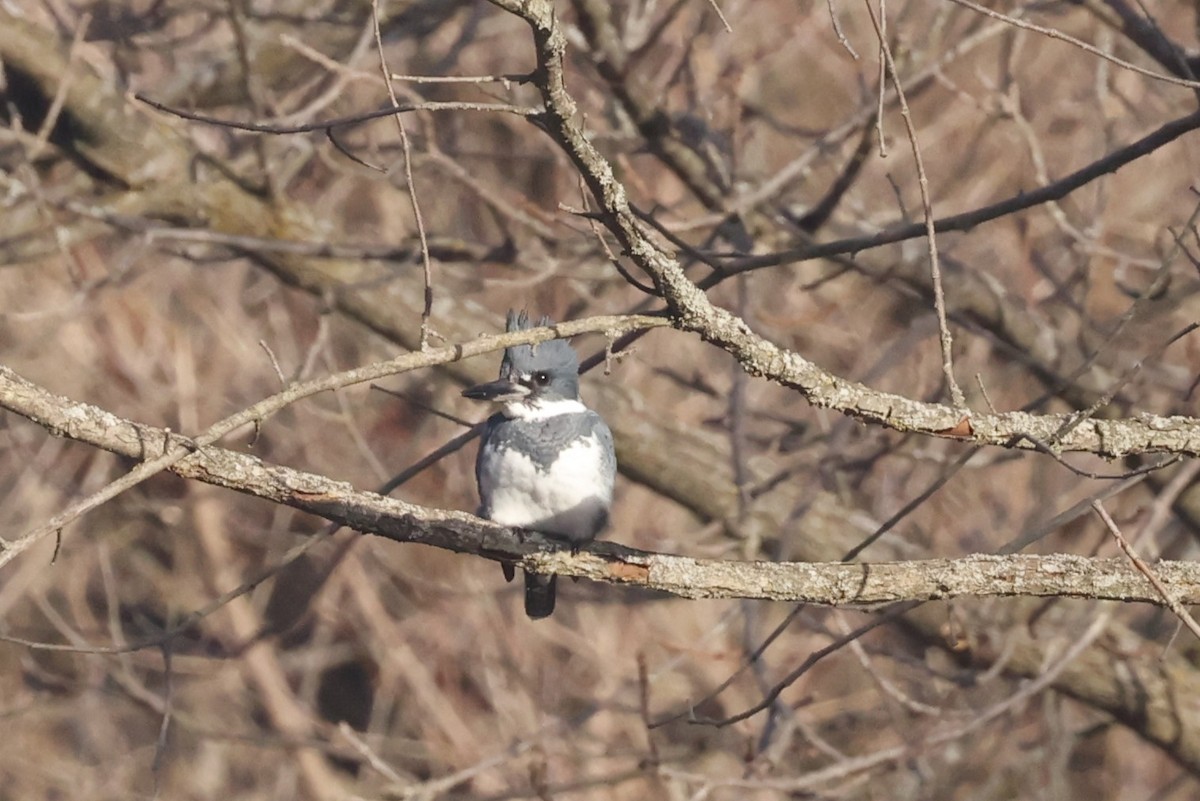 Belted Kingfisher - ML614589560