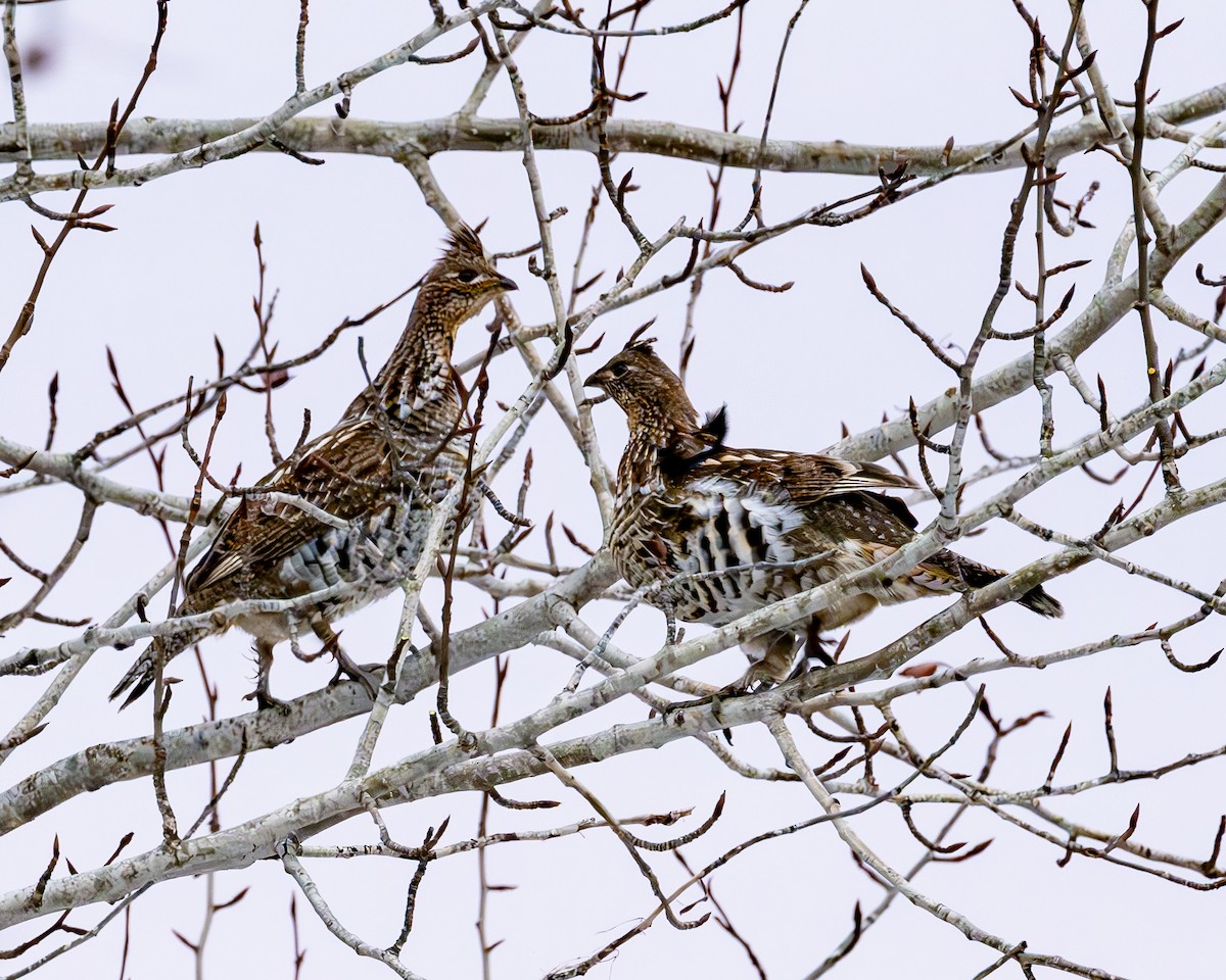 Ruffed Grouse - ML614589675