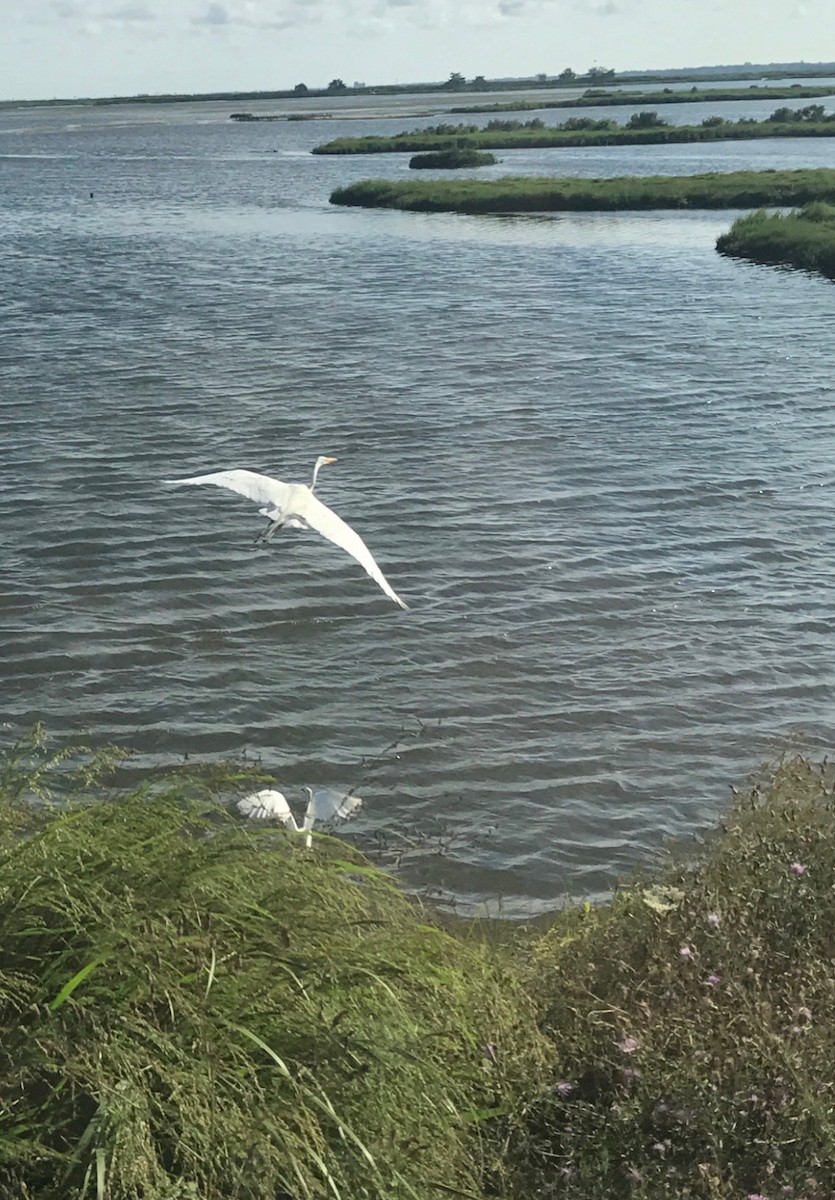 Great Egret - ML614589705