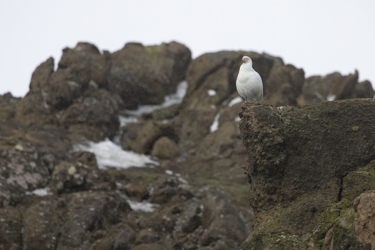 Snowy Sheathbill - ML614589756