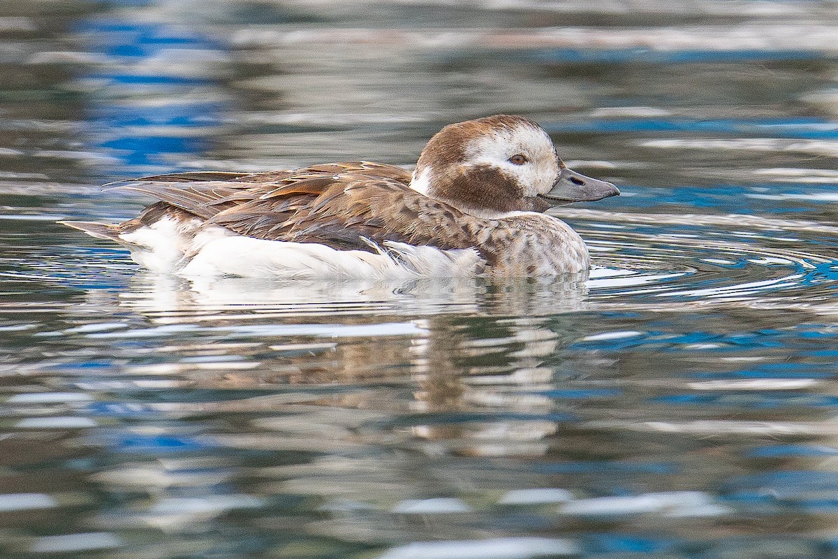 Long-tailed Duck - Karen Kreiger