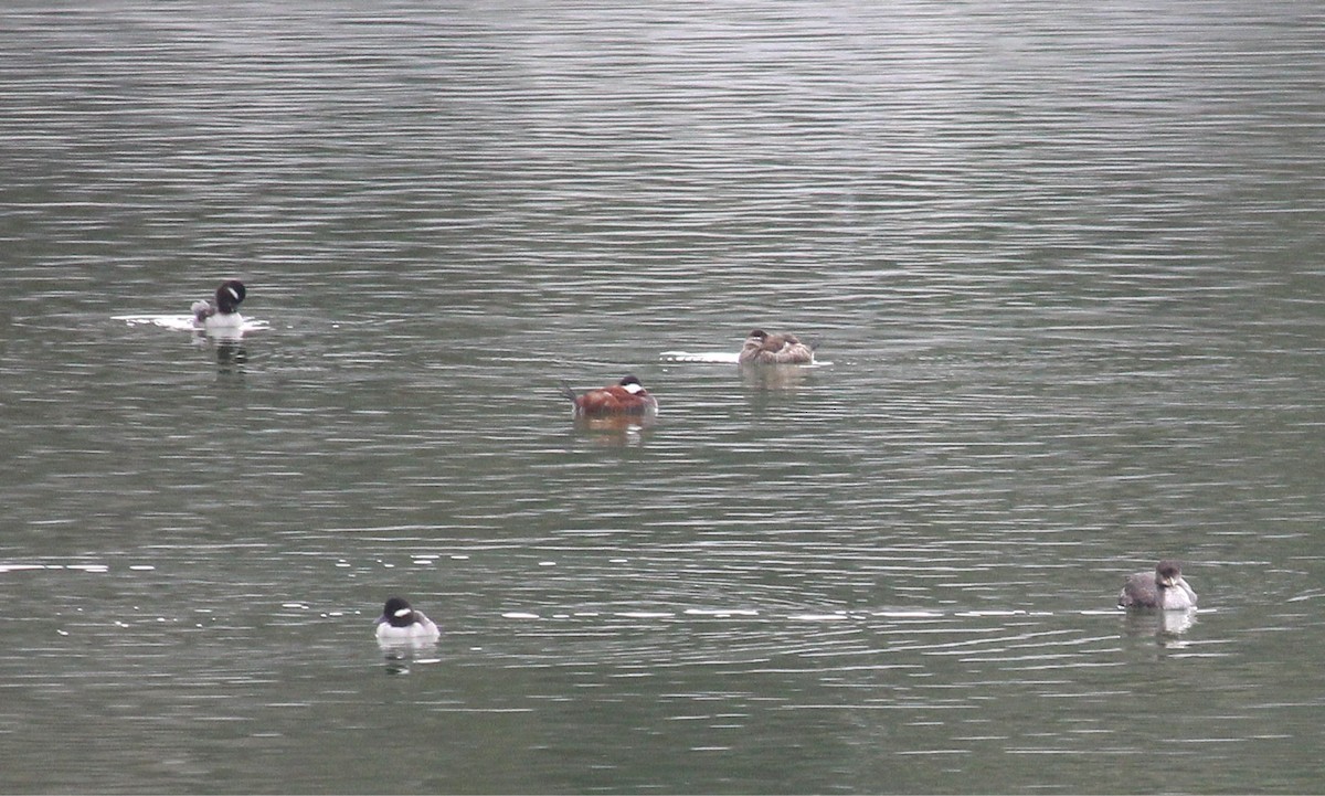 Ruddy Duck - Rita Carratello