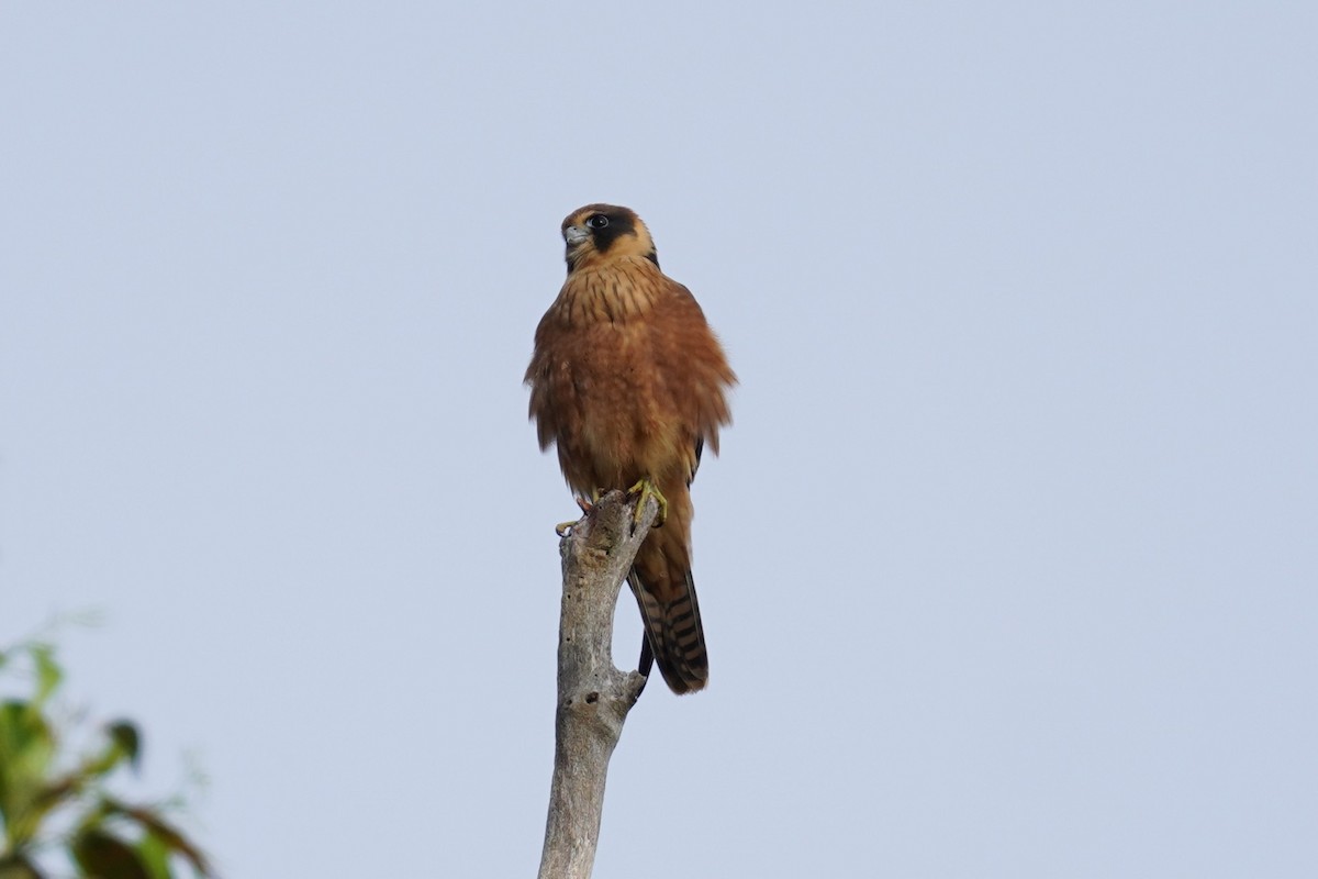 Australian Hobby - ML614589841