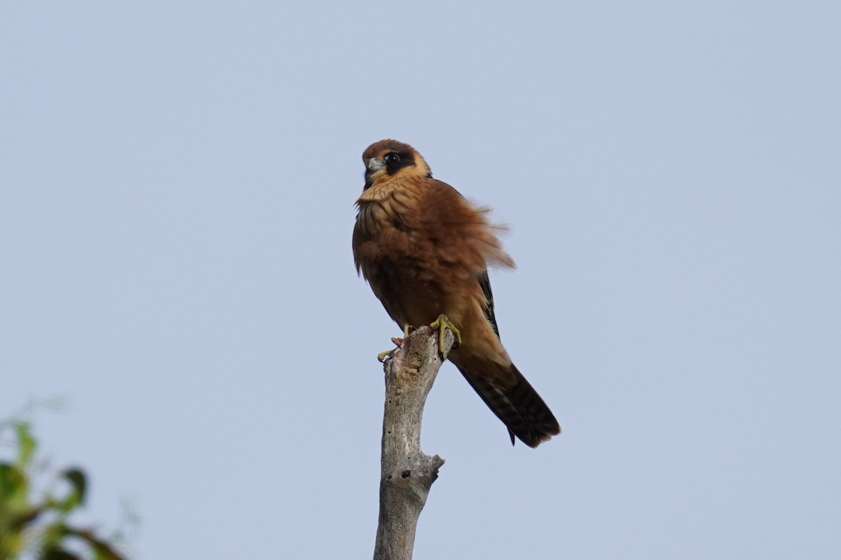 Australian Hobby - ML614589845