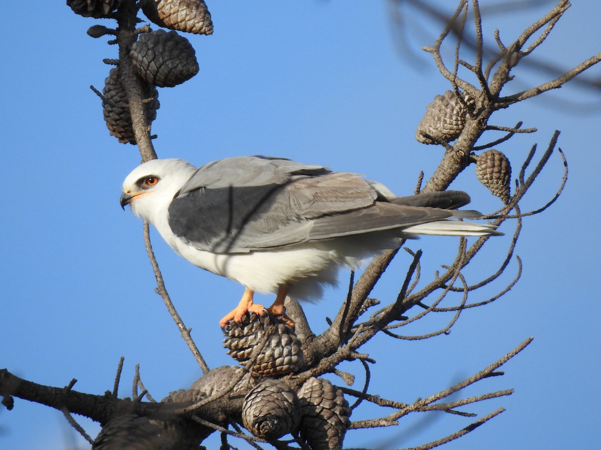 White-tailed Kite - ML614589846