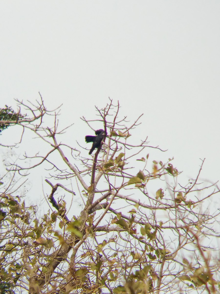 Black Eagle - Harsh Kalavadiya