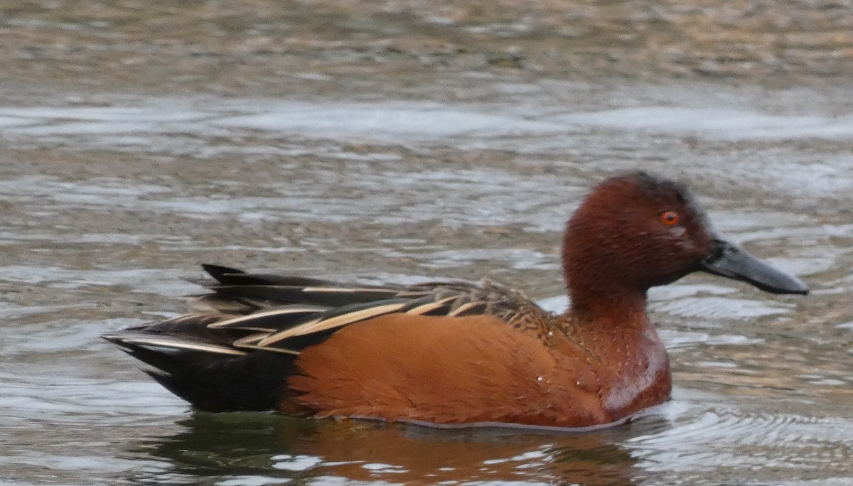 Cinnamon Teal - ML614589854