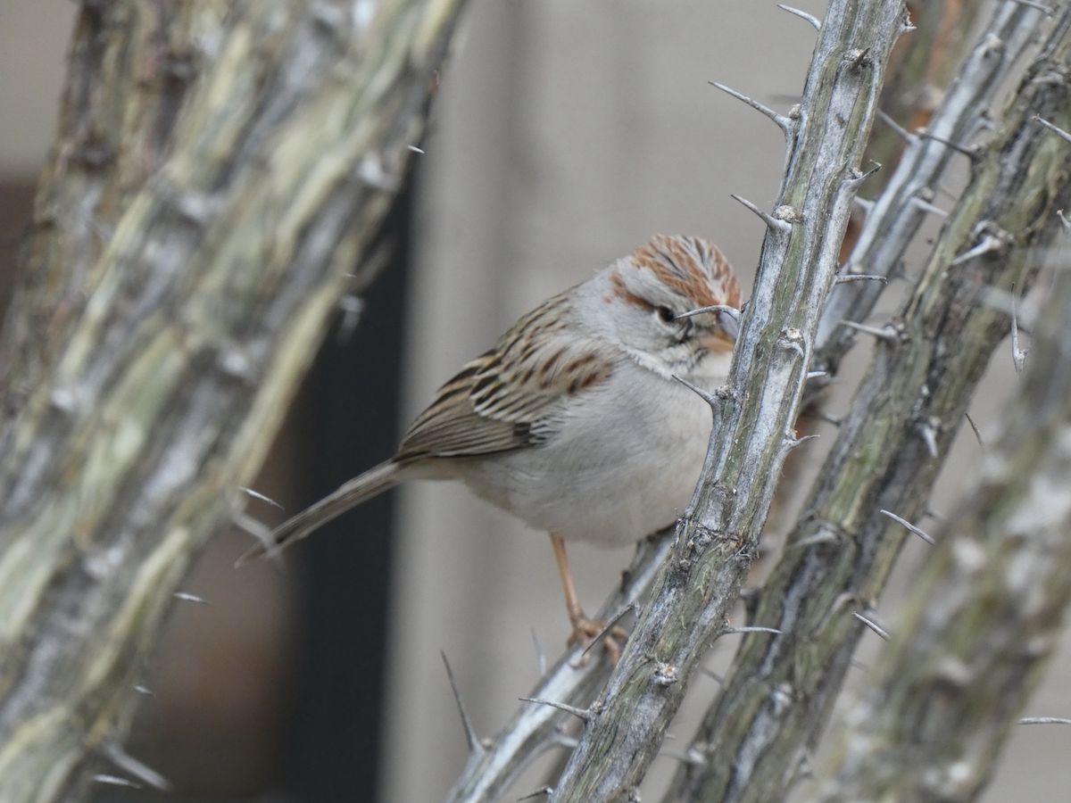 Rufous-winged Sparrow - ML614589915