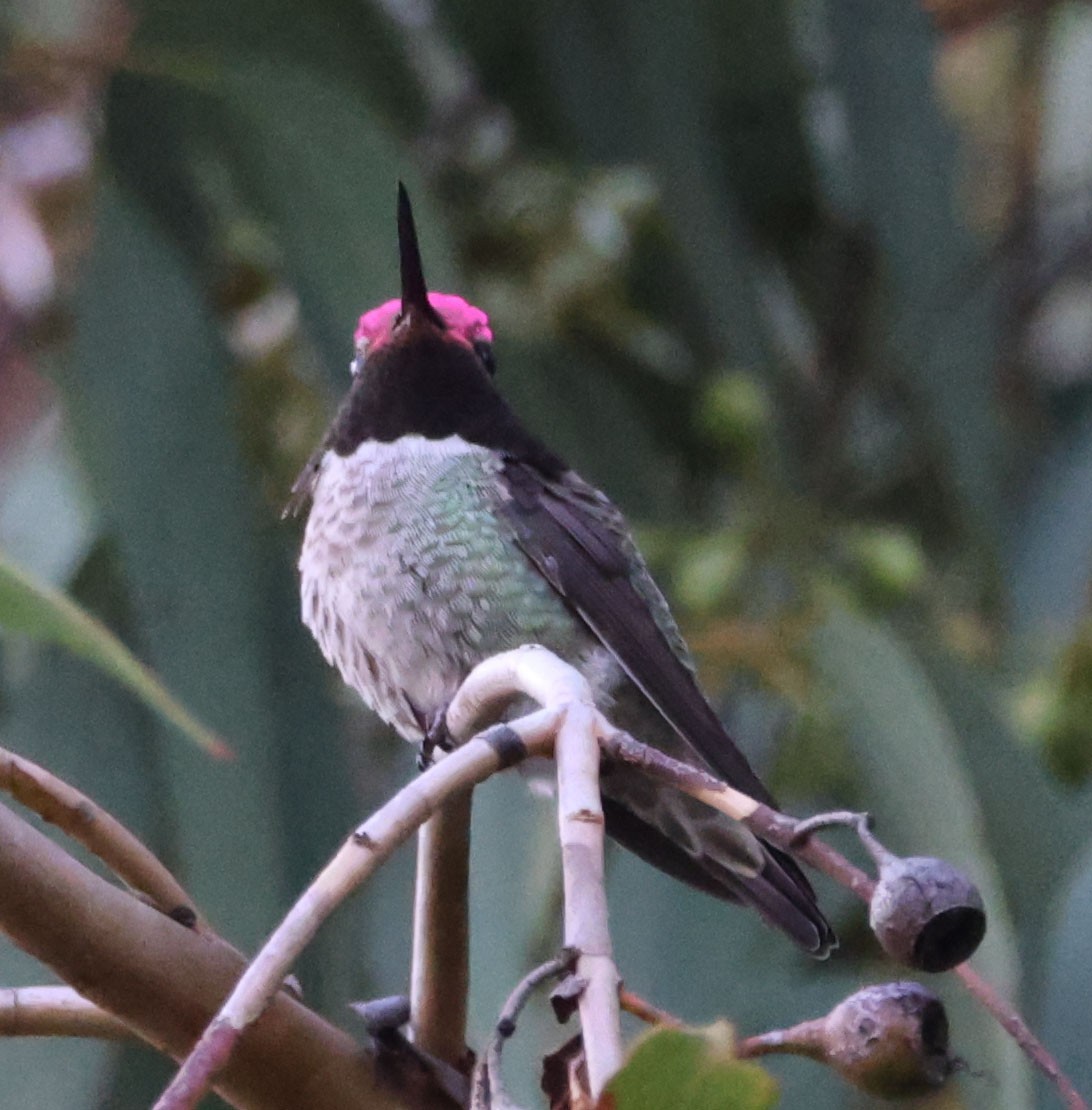 Anna's Hummingbird - ML614589987