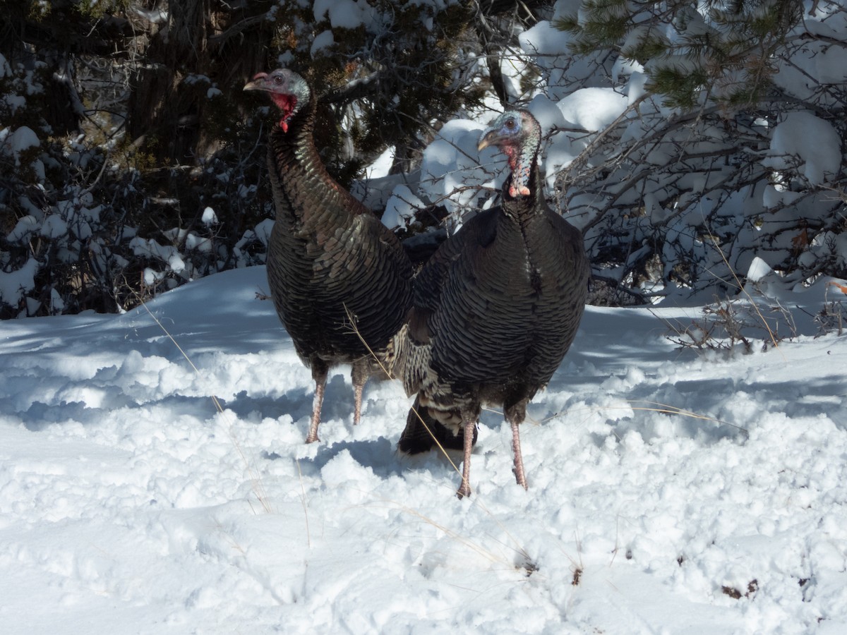 Wild Turkey - Paul Gardner