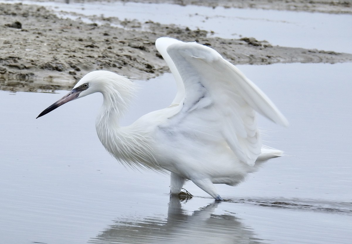 Reddish Egret - Janet Phillips