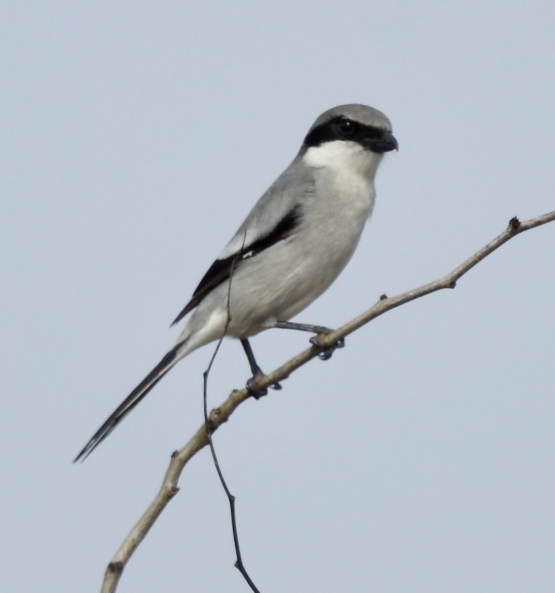 Loggerhead Shrike - Janet Phillips