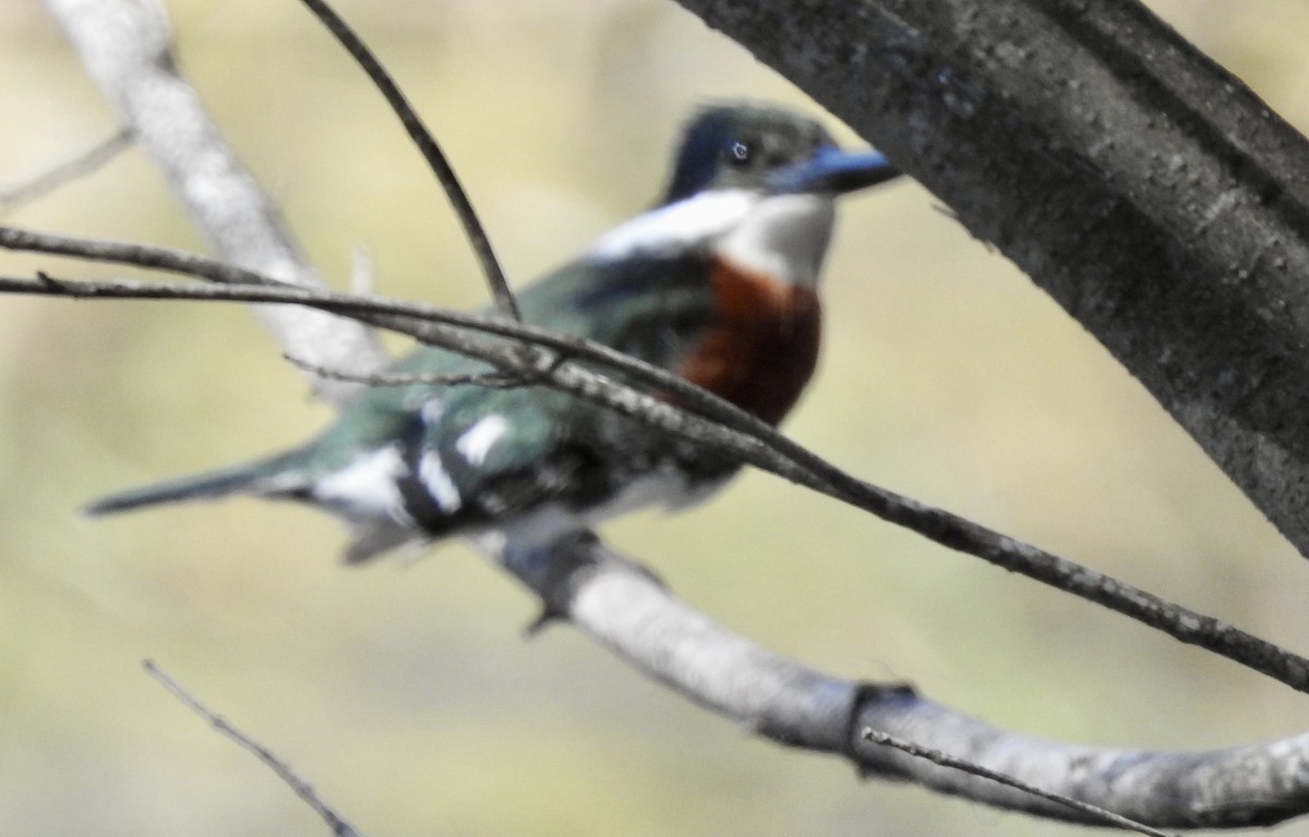 Green Kingfisher - Janet Phillips