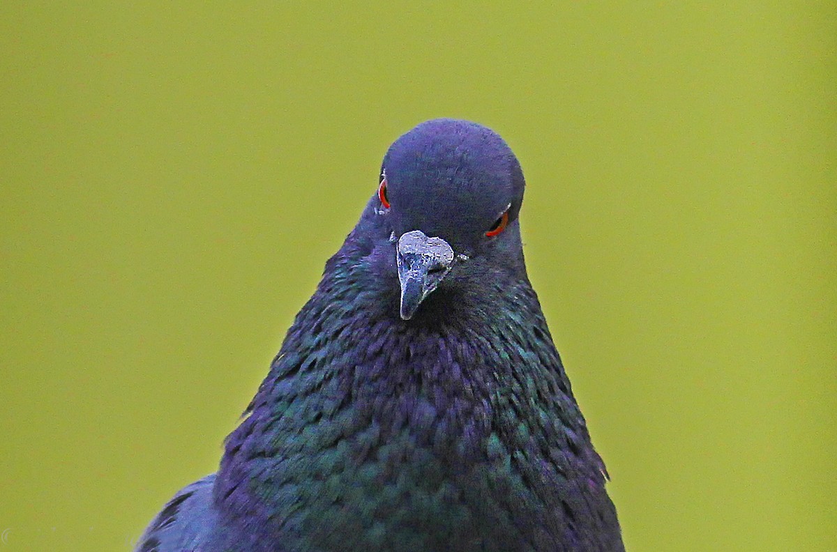 Rock Pigeon (Feral Pigeon) - ML614590121