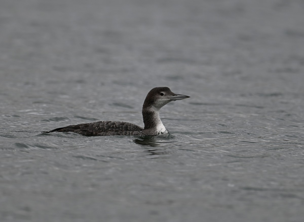 Plongeon huard - ML614590254