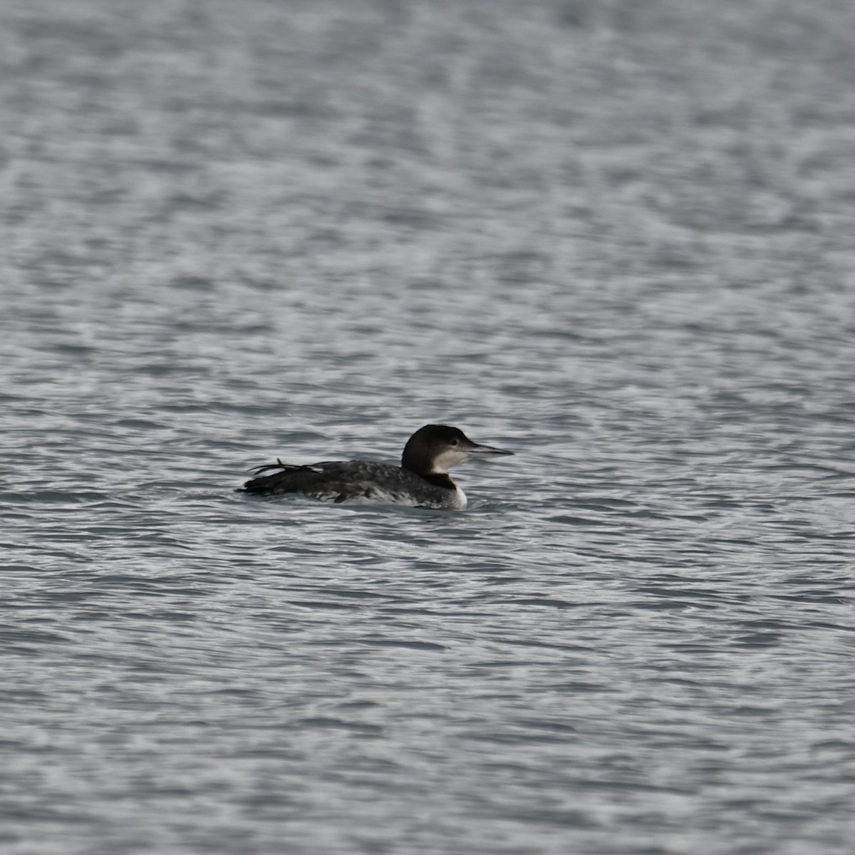 Common Loon - Ronnie Reed