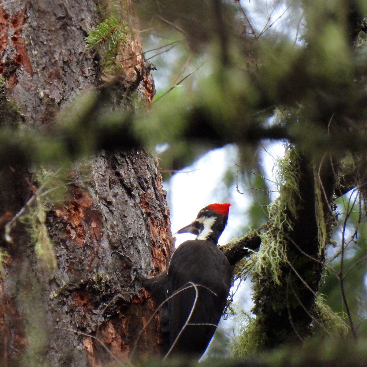 Pileated Woodpecker - ML614590359